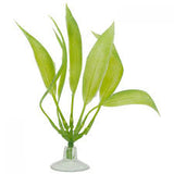Marina betta amazon sword plant