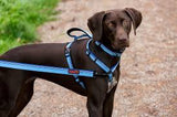 Halti walking harness large blue