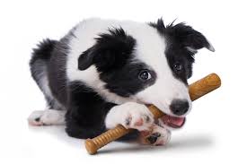 Powerbone Nylon & Bamboo chew baseball bat 12"