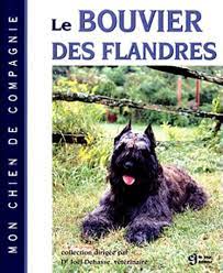 Le bouvier des flandres