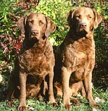 TFH Chesapeake Bay Retievers