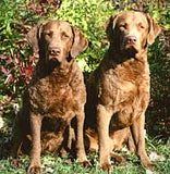 TFH Chesapeake Bay Retievers