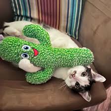 Kong Kickeroo Cactus catnip toy