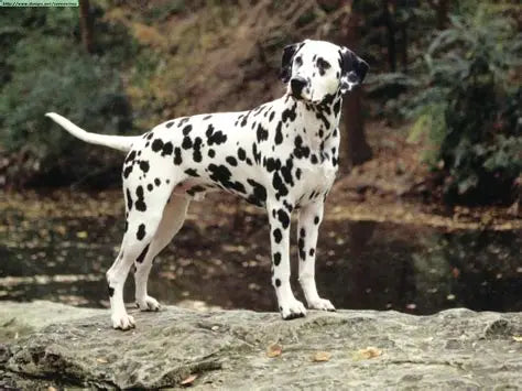THF Dalmatians Book
