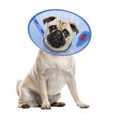 E-collar small
