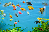 Live fish 14