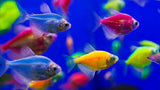 Live fish 20