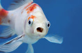 Live fish 9