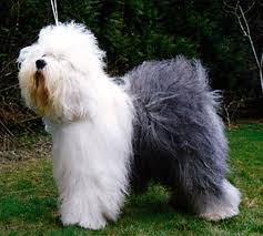 Old English Sheepdog (book)