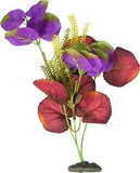 indigo and red moneywort plant large