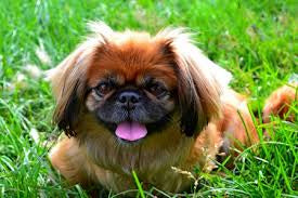 Pekingese