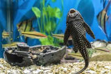 Live fish 29