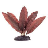 Marina 20cm barclaya longifolia