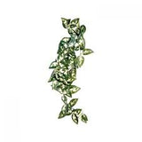 Komodo borneo silk vine 13cm