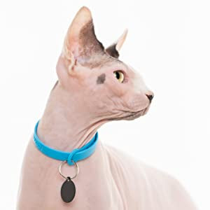 Breakaway collar cat blue