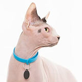 Breakaway collar cat blue