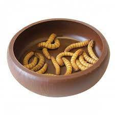 Komodo mealworm dish