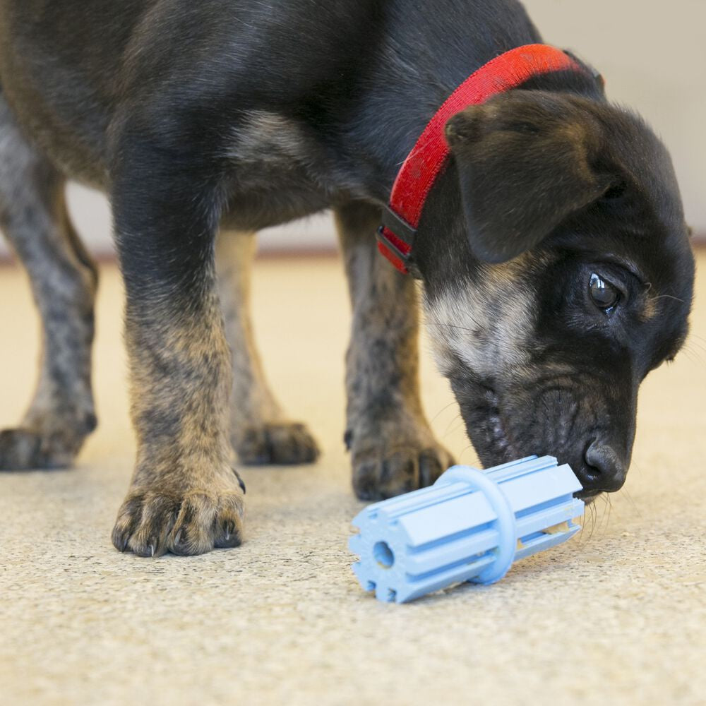 Kong teething stick