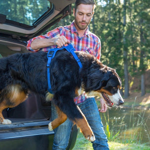Explore harness Xlg blue