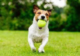 Dog Tennis Ball 2.5"