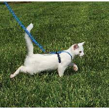Petsafe come with me harness and leash set - Blue, Small