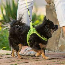 Utility harness-Fast fit-Dayglo Xsm