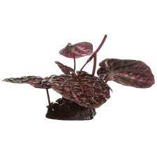 Fluval red lotus sm w/base