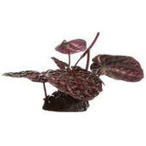 Fluval red lotus sm w/base