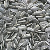 Sunflower striped 50lb