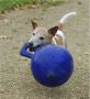 Jolly Ball blue 10"