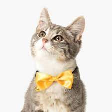 Catit gold bow tie collar