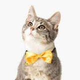 Catit gold bow tie collar