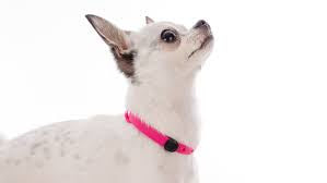 Nuvuq mini collar pink