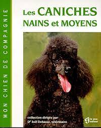 Les caniches nains et moyens mon chien de compagnie