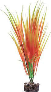 Glowfish plant orange and yellow Lg