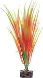 Glowfish plant orange and yellow Lg