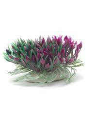Purple hearts shrub 7.6cm