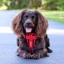 EZYdog chest plate harness red small