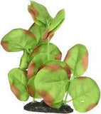 Marina sm gr moneywort 5-6"