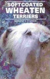 Soft coated wheaten terriers